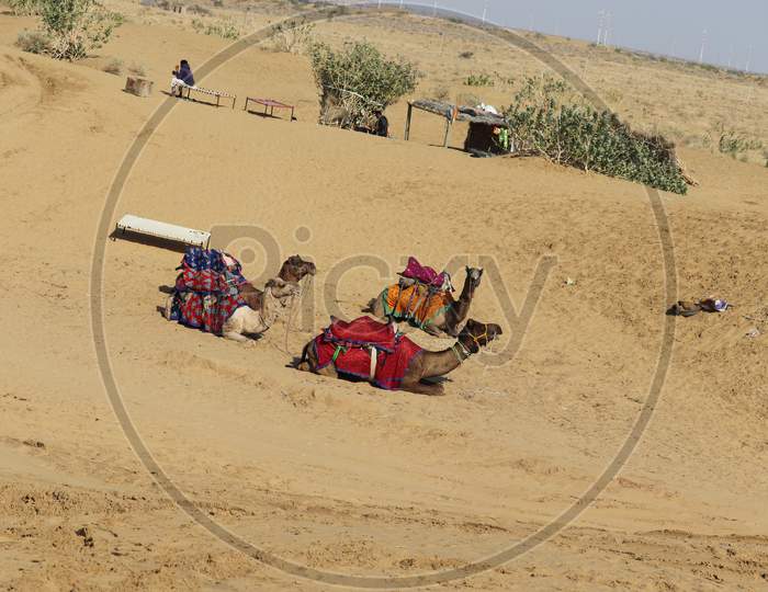 Desert, Camel, Sand, Rajasthan