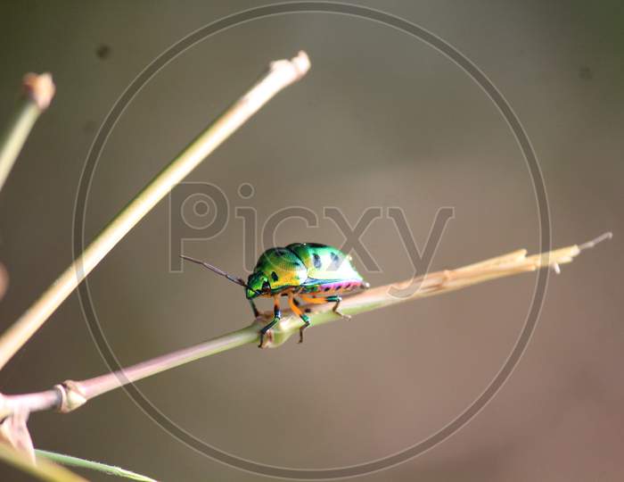 Micro photo of insect on the tree