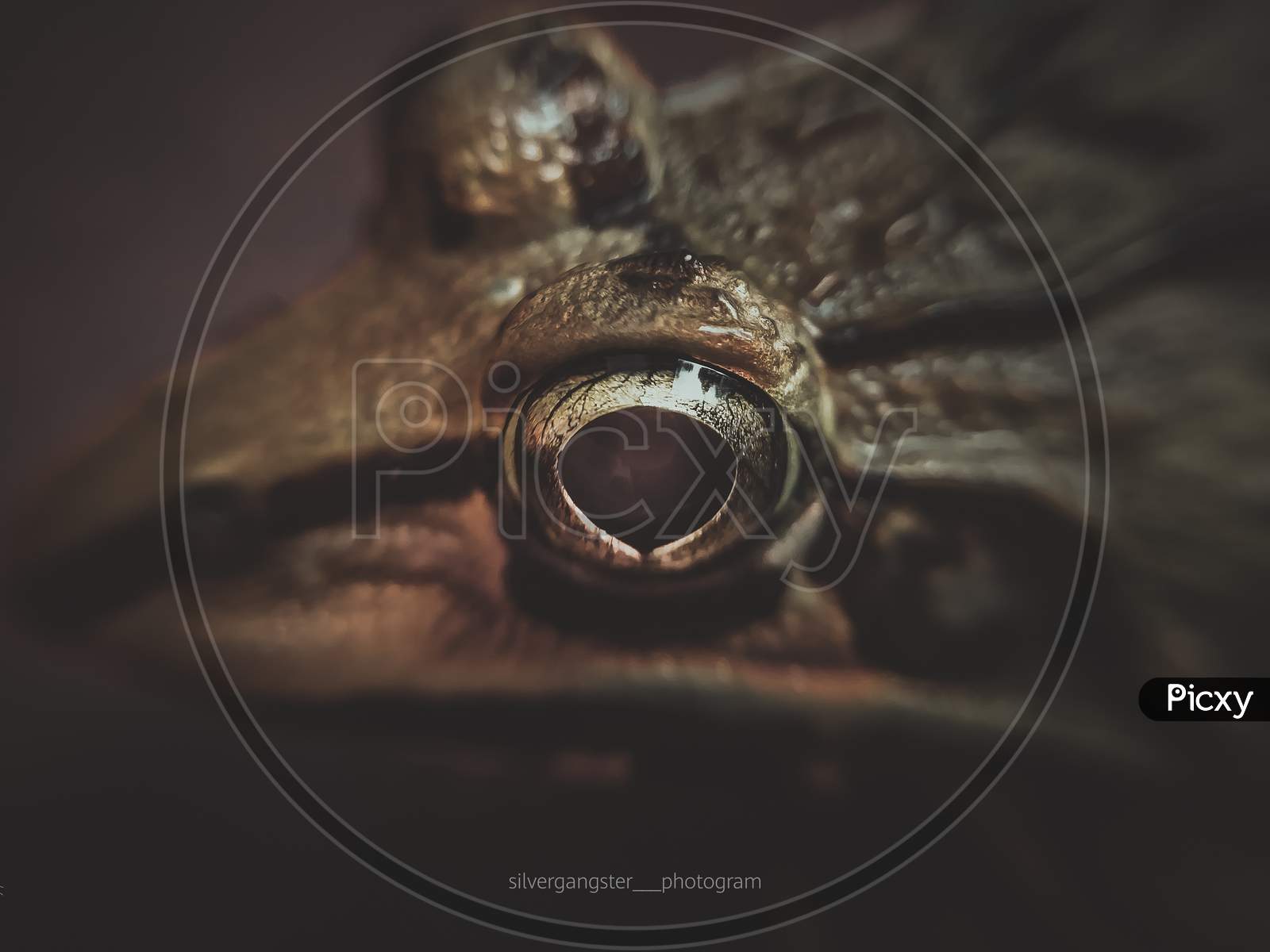 frog's eye