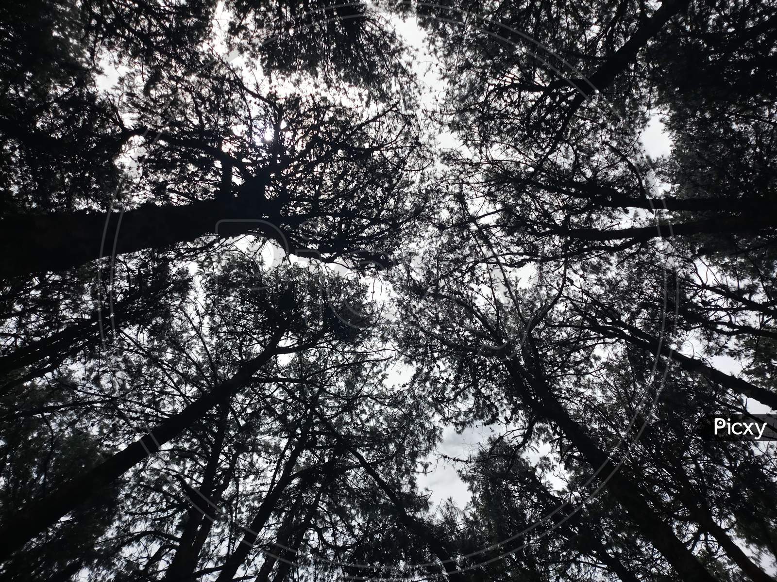 Silhouetted Trees