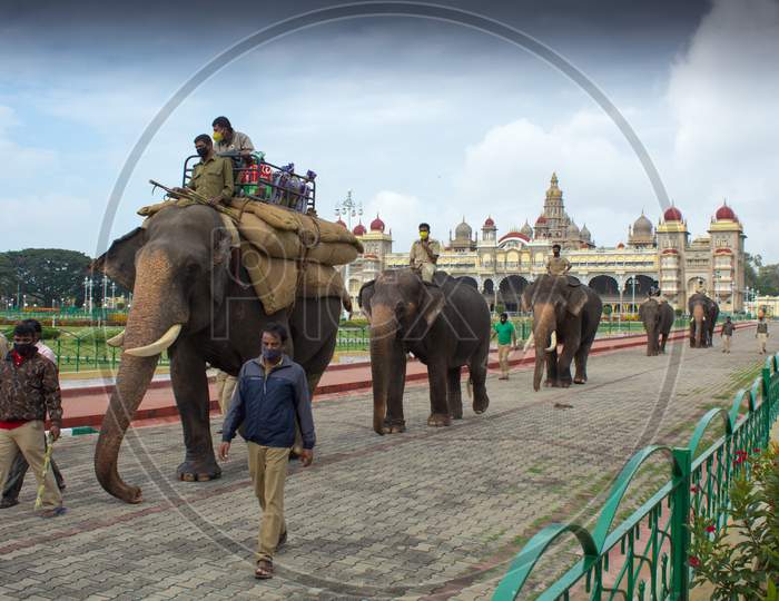 A Bewitching view of the Elephants walking towards their stable after the day's rehearsal for the Dasara festival to be celebrated on October 25th this year in Mysuru.
