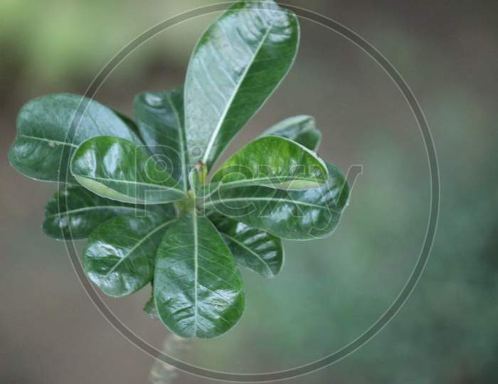 picture of  leaves