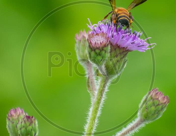 Honey Bee Feeding On Hemisteptia Flower In Garden