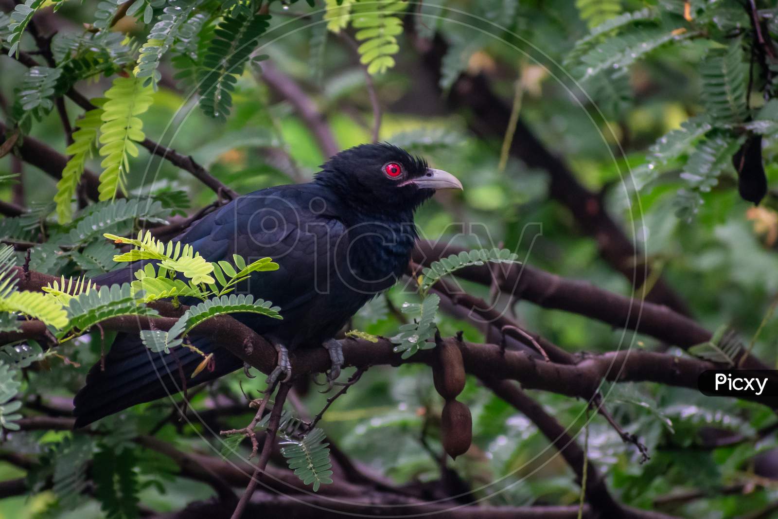 Asian Koel Sitting On A Branch Of Tree