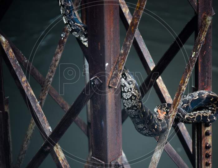An Indian Rock Python takes shelter on an electric pole after the water levels rise as surplus water of River Musi is being released from Himayat Sagar Dam.