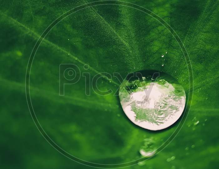There is a drop of water on the leaf
