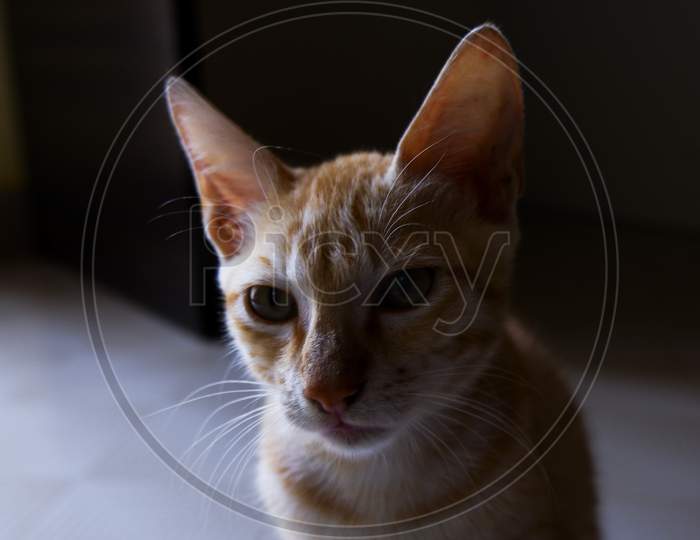 Closeup Shot Of Indian Orange Color Kitten Looking Camera