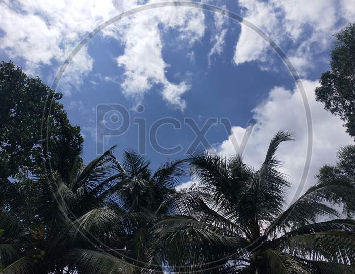 Coconut trees and the sky
