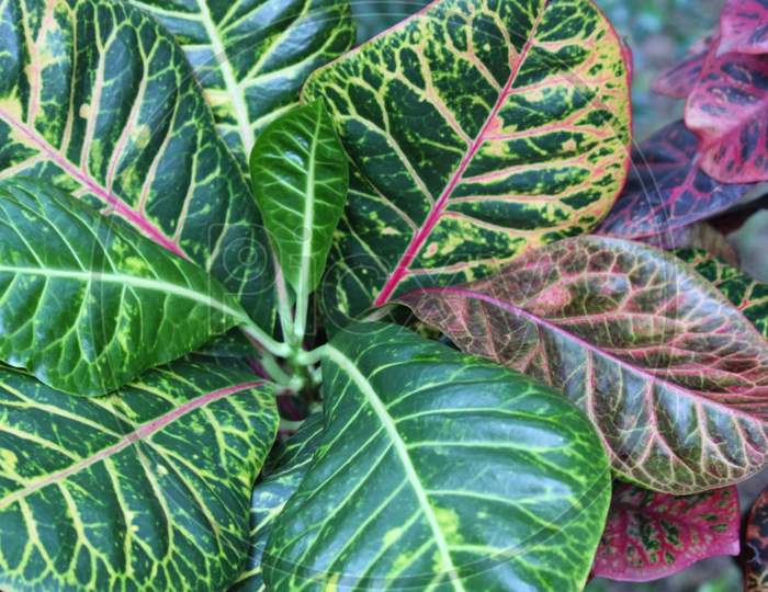 picture of colourful leaves of a plant