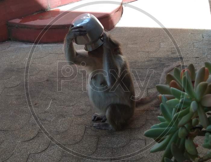 Thursty monkey sitting on the porch