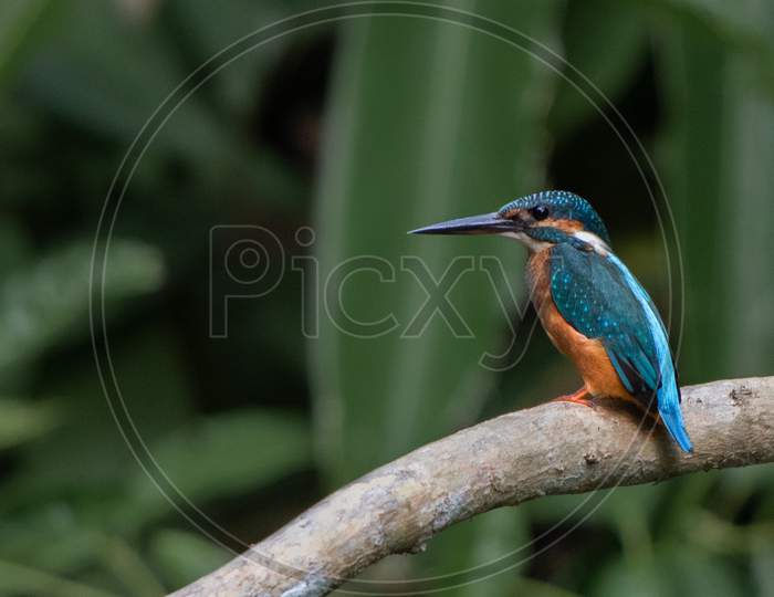 The Common kingfisher