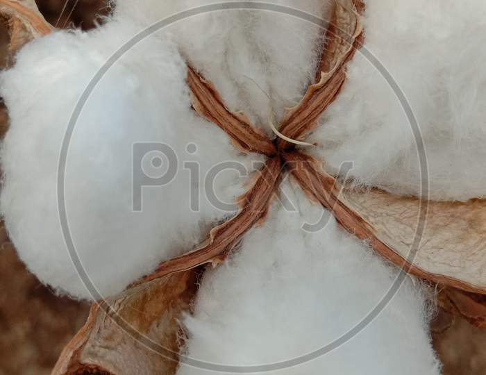 Cotton Seed