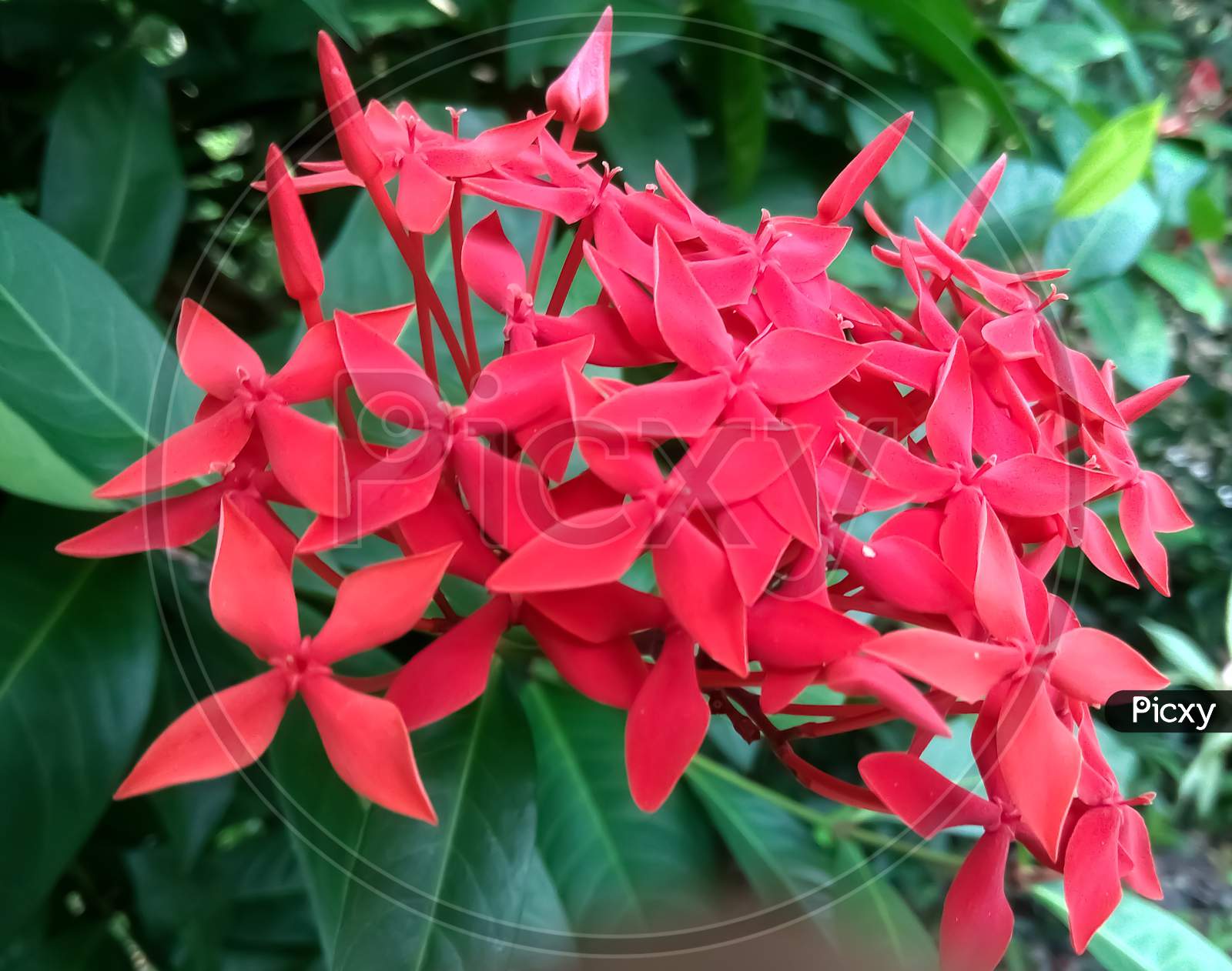 Close-up pic Red colour rangan flower.Ixora plant.latest pic 2020.