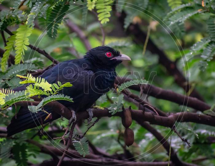 Asian Koel Sitting On A Branch Of Tree