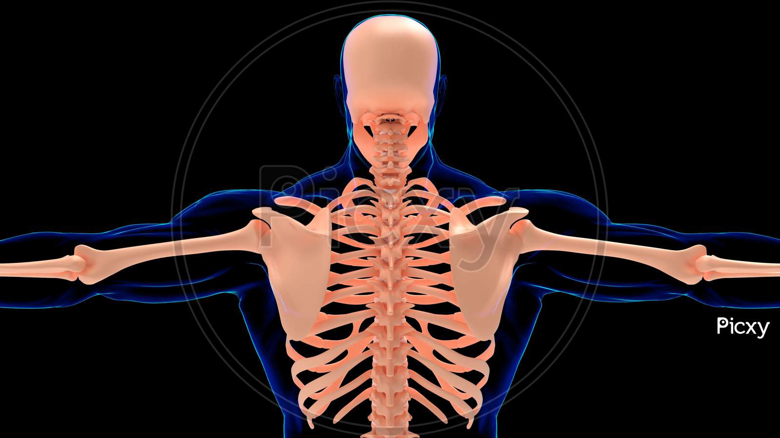 Human Skeleton Anatomy Back View For Medical Concept 3D