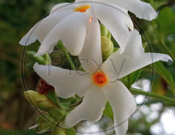 Night-flowering jasmine flower.