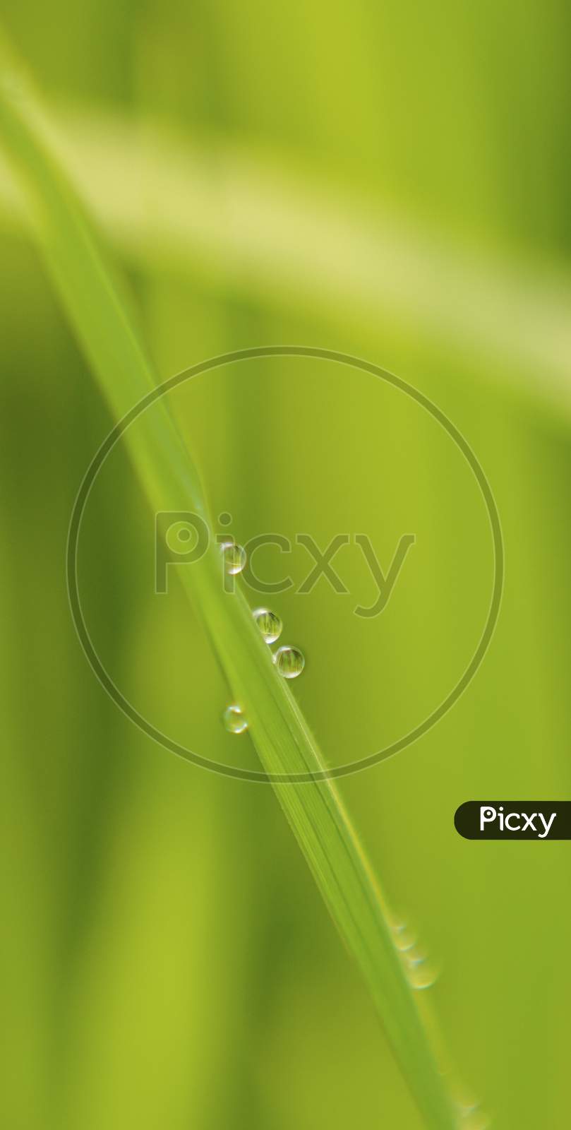 Green paddy leaf