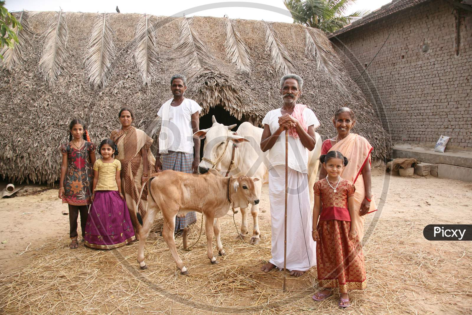 Rural Indian Family With Cow & Calf