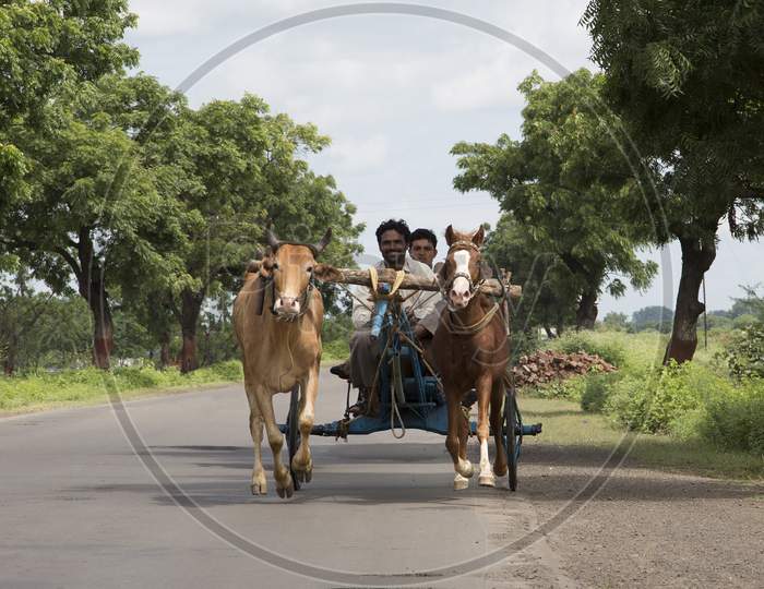 Horse & Bull Cart Race In Maharashtra