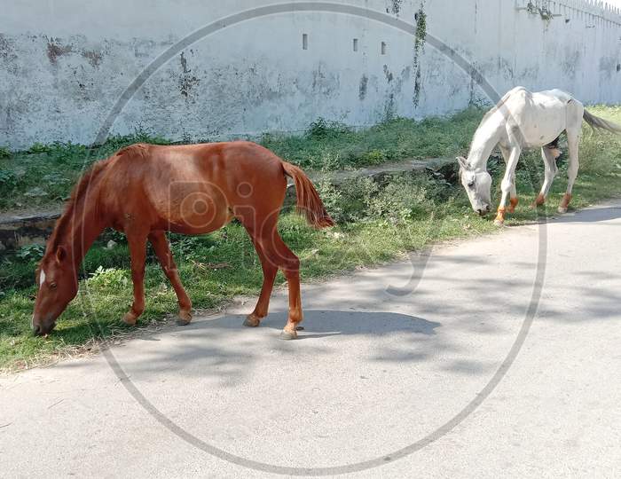 White And Brown Red Horse Eating Green Grass On Road Side
