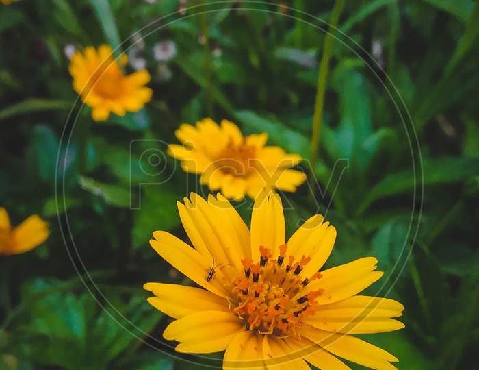 Yellow flower mini sunflower