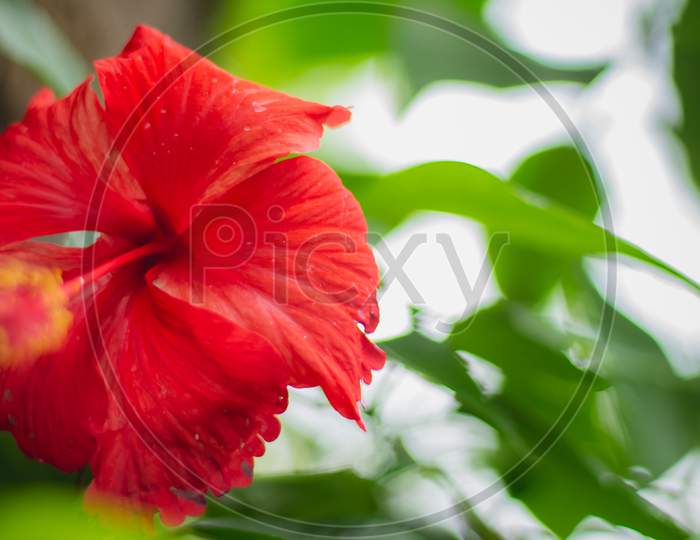Red Hibiscus Rosa Flower Close Up Macro Shot - Sinensis, Colloquially As Chinese Hibiscus, China Rose, Hawaiian Hibiscus, Rose Mallow & Shoeblackplant, Species Of Tropical Hibiscus,