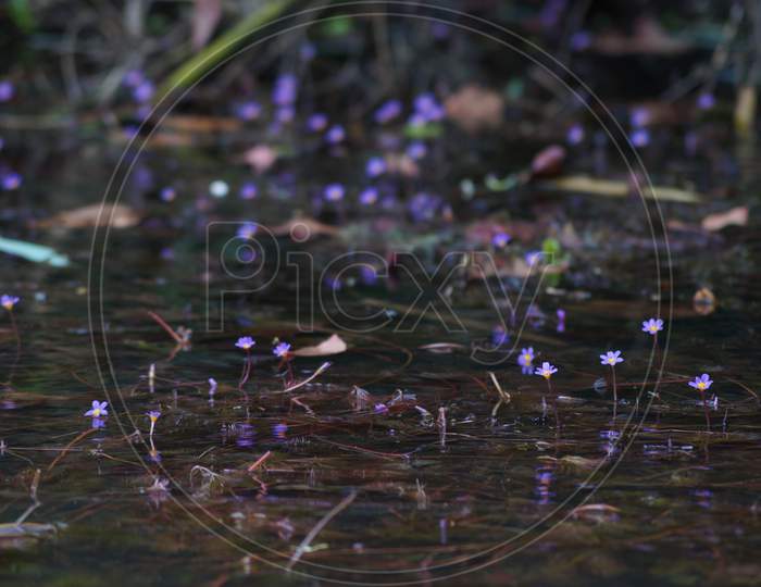 Small Blue Flowers In The Water