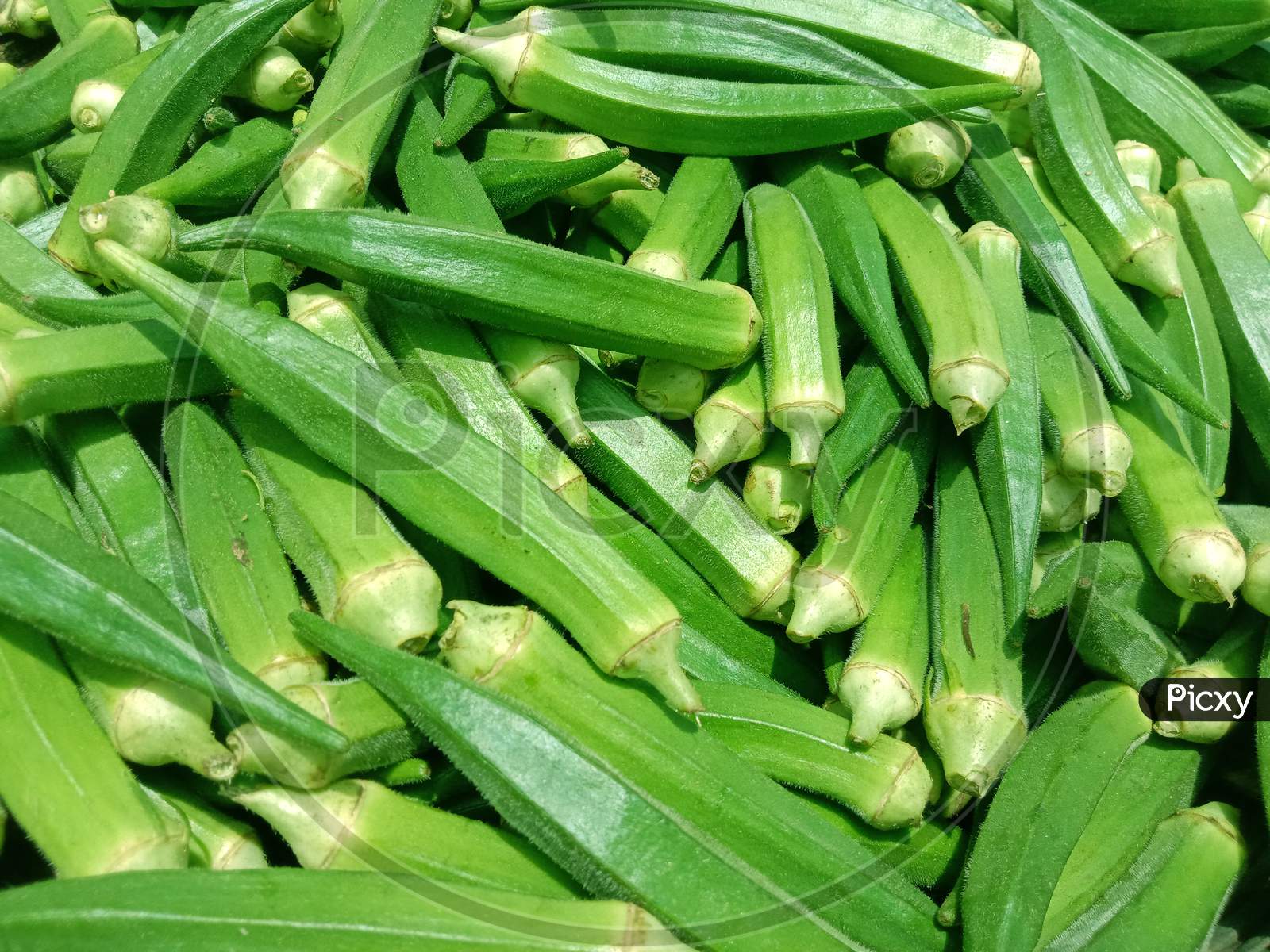 Green Colored Fresh Tasty Healthy Lady Finger Stock