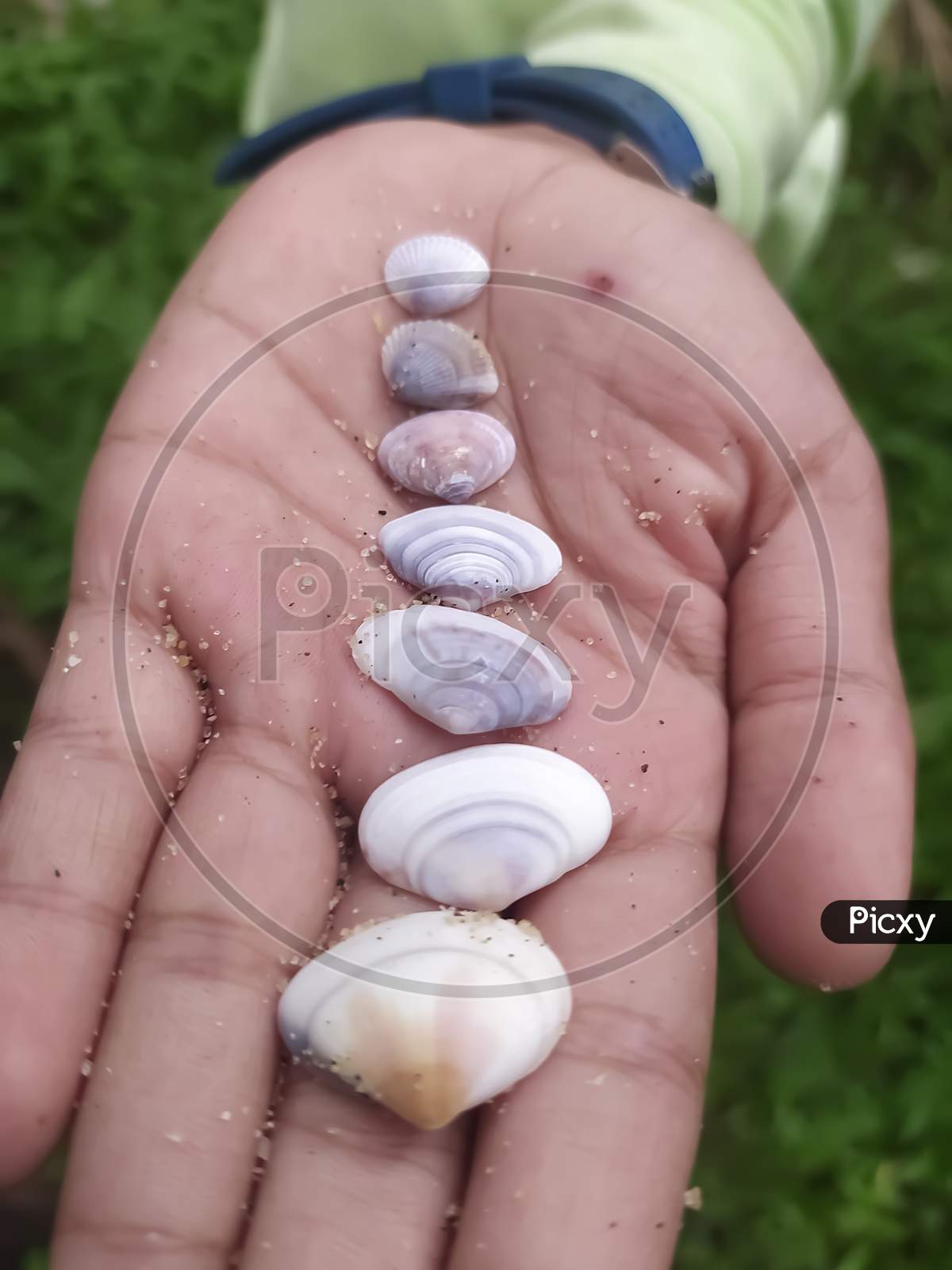 Closeup Of Shells Isolated On A Humans Palm