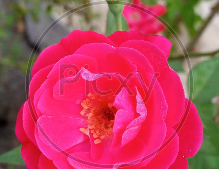 Red rose flowering plant.