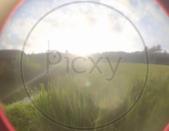 Closeup Of Sunlight Over The Paddy Field