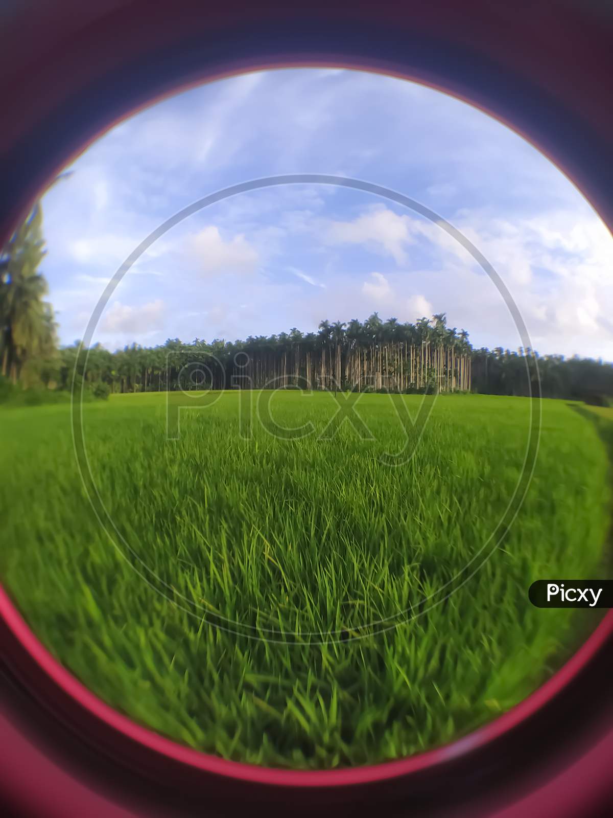 Closeup Of Paddy Field Focus On The Middle