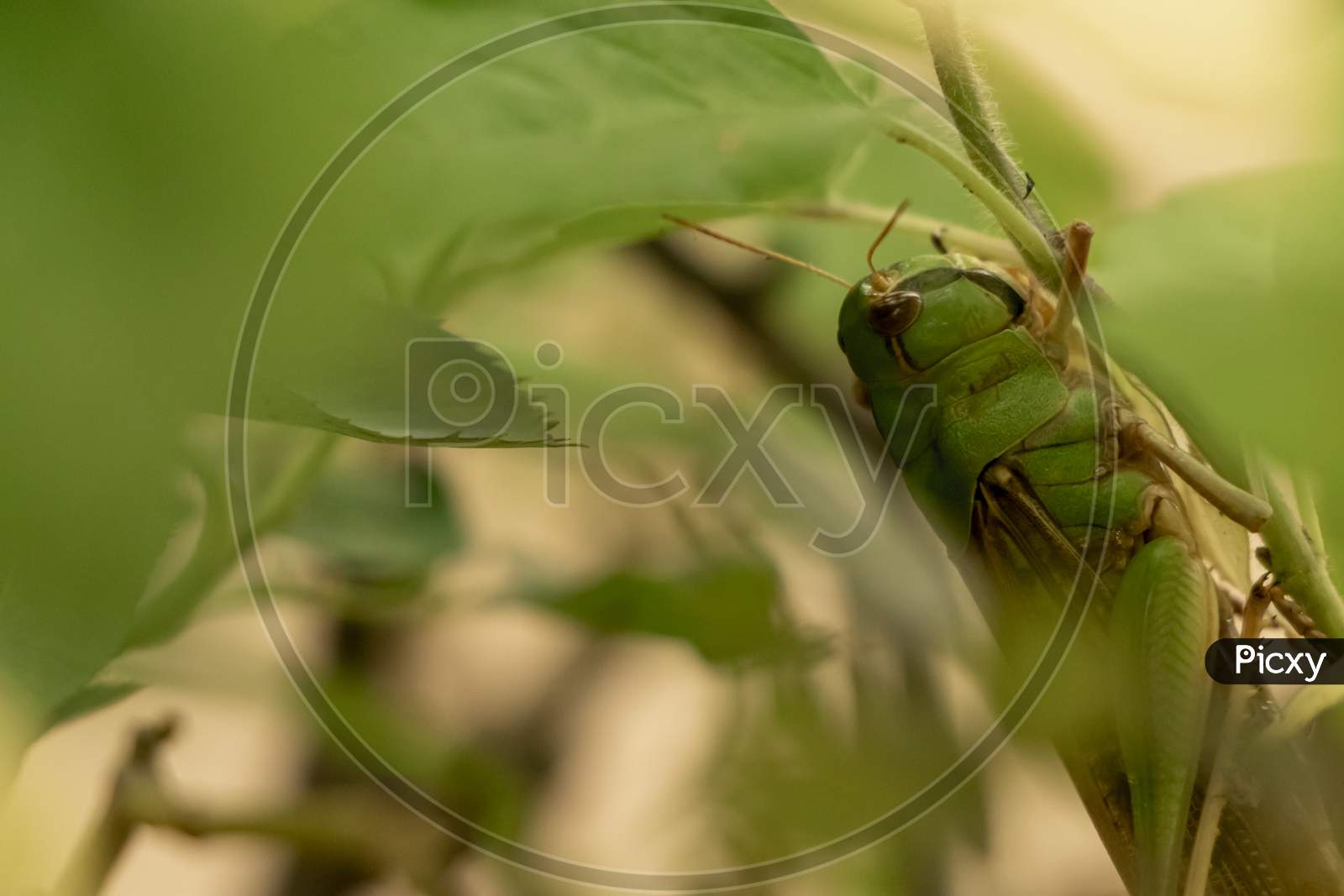 Grasshopper talking camouflage in green leaves