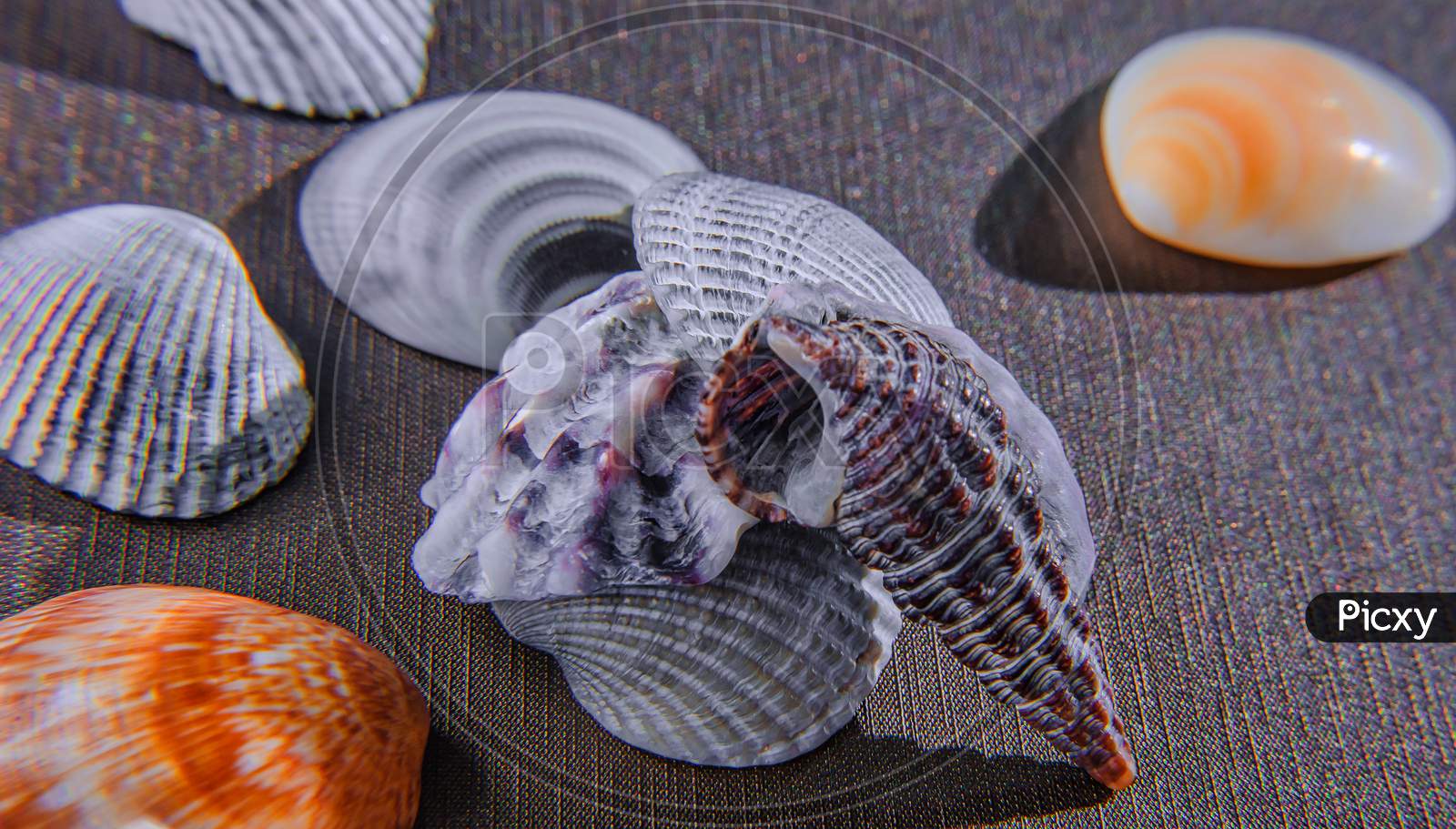 Sea Shell From Sea