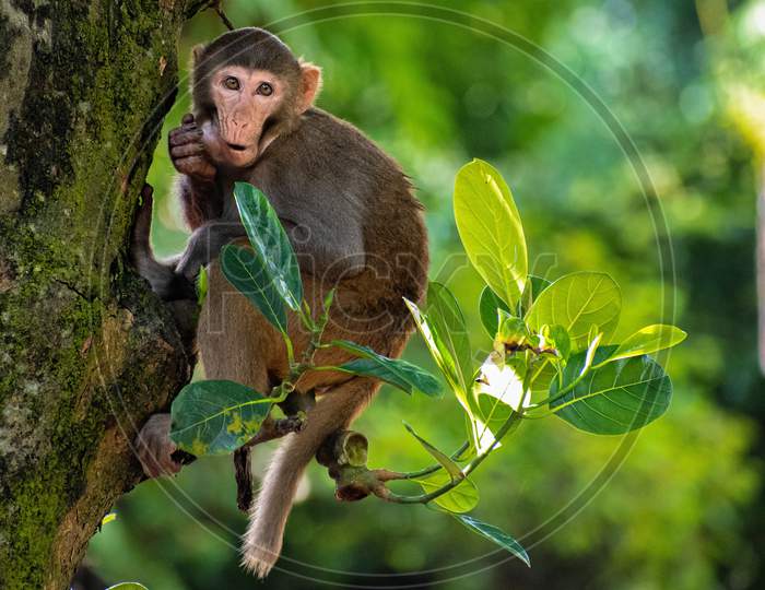 A Monkey On a branch of tree