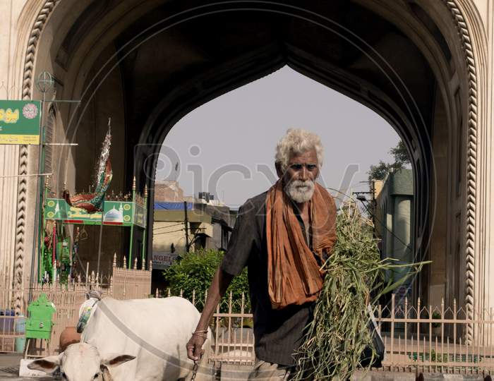 Old Man With Calf Near Charminar