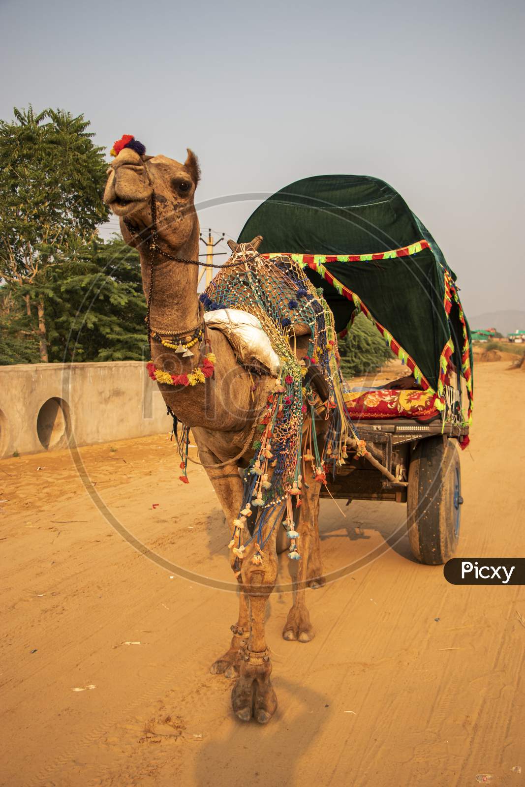 A camel cart at Pushkar fair, Rajasthan, India