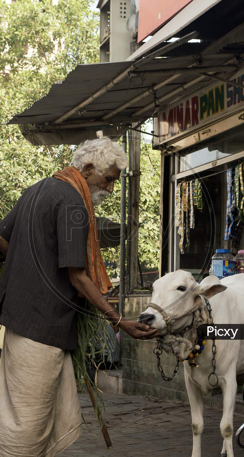 Old Man With Calf Near Charminar