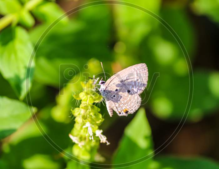 closeup of a beautiful butterfly  stinking on a leaf surrounded by foliage
