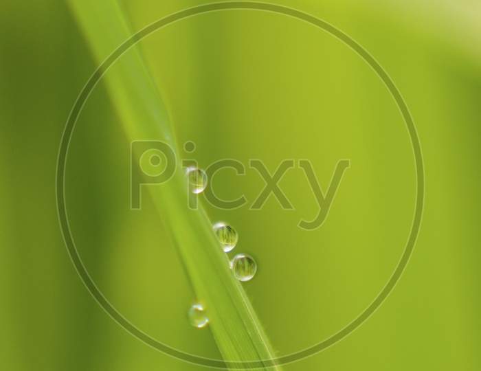 Green paddy leaf