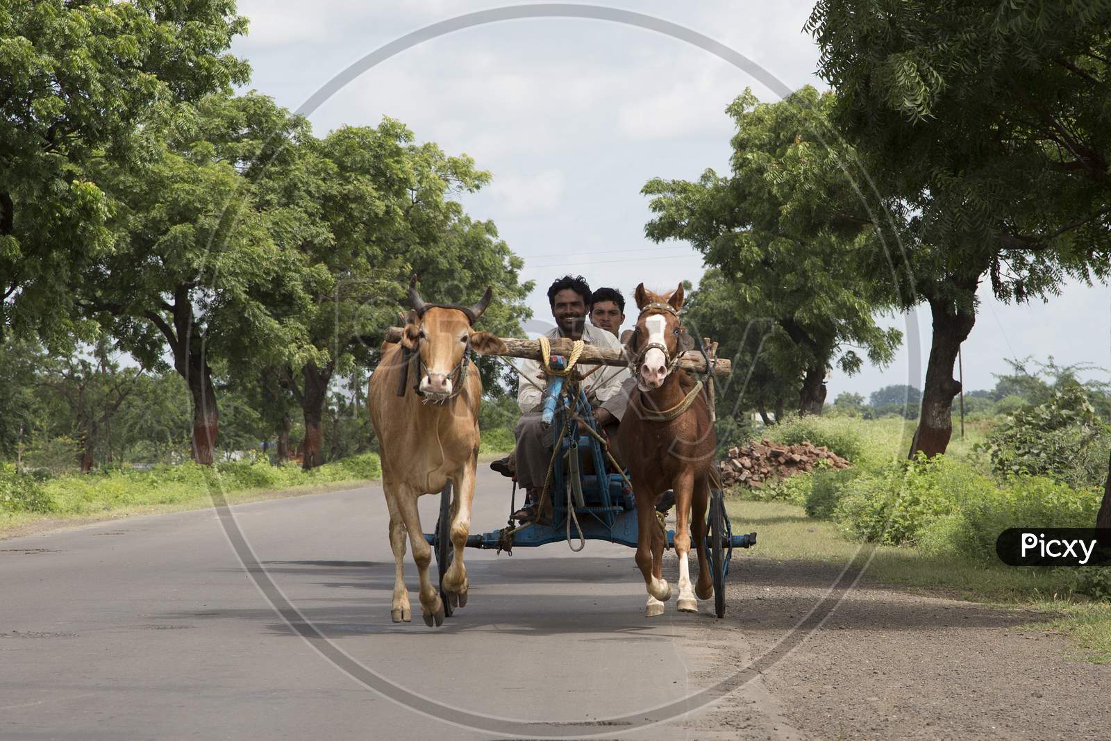 Horse & Bull Cart Race In Maharashtra