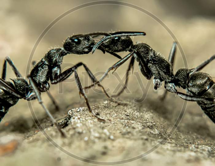 Two ants fight