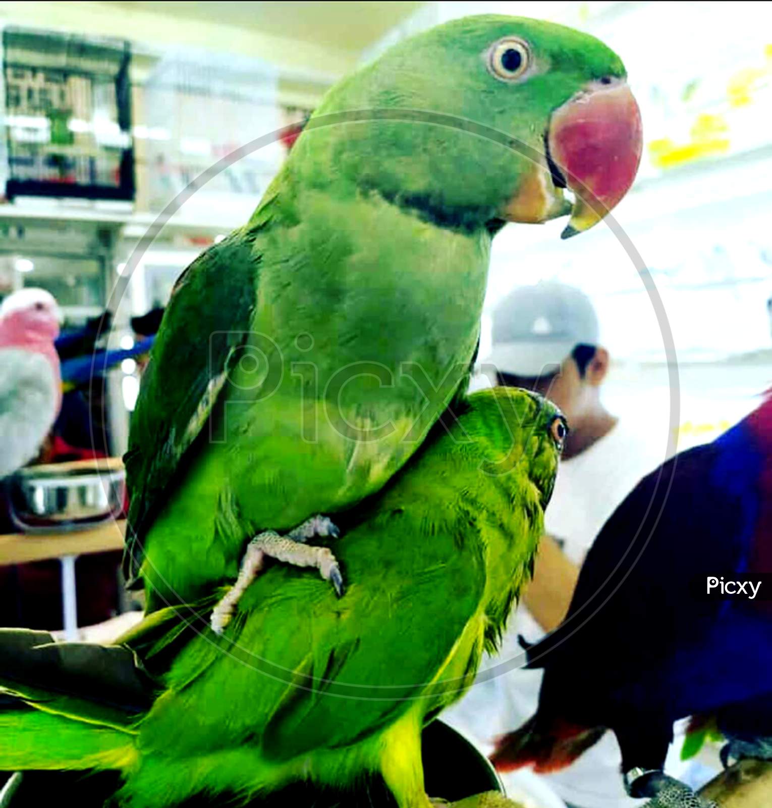 Vertebrate green birds