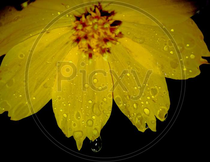 Water drops on creeping wedelia-yellow little star flower