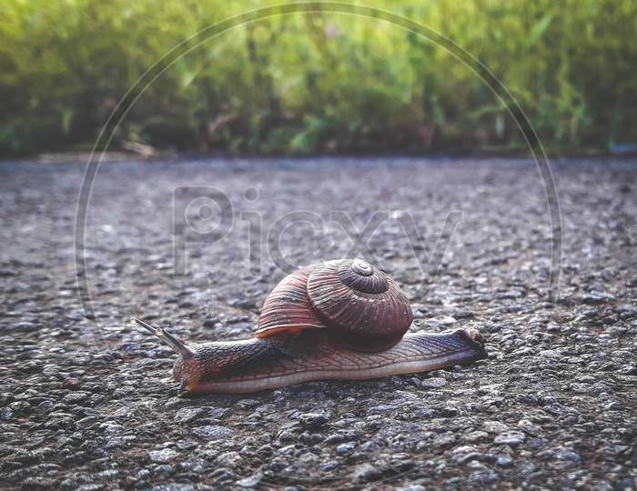 snail snail slow snail