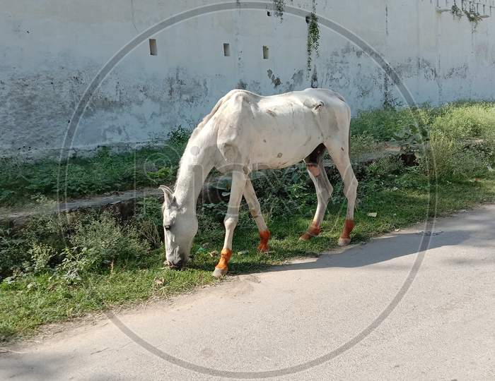 White Horse Eating Green Grass On Road Side