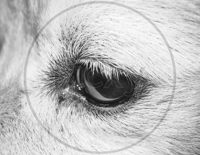 Dog Eye - Portrait Close Up Of Indian Spitz Dog Eyes . White Pomeranian Dog Spitz.
