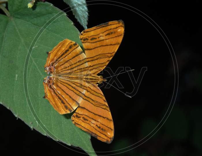 Common Maplet Butterfly (Chersonesia risa)