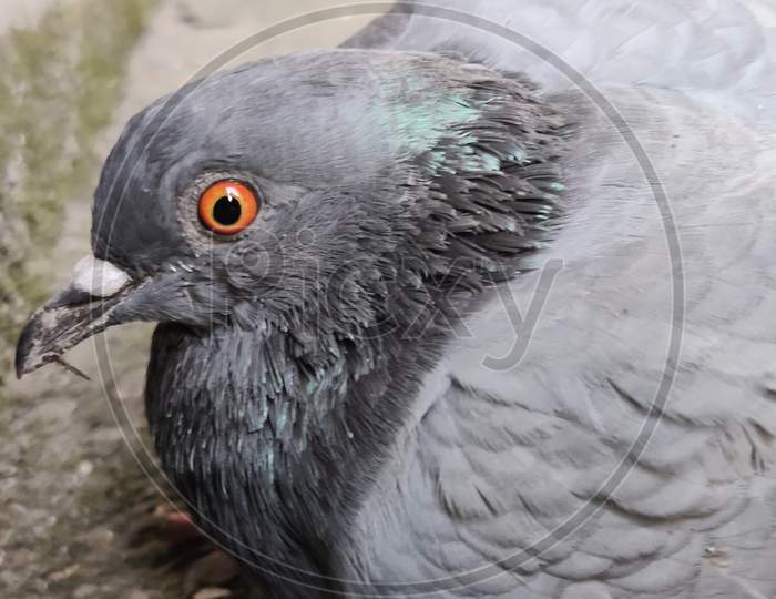 Pigeon , beautiful eyes
