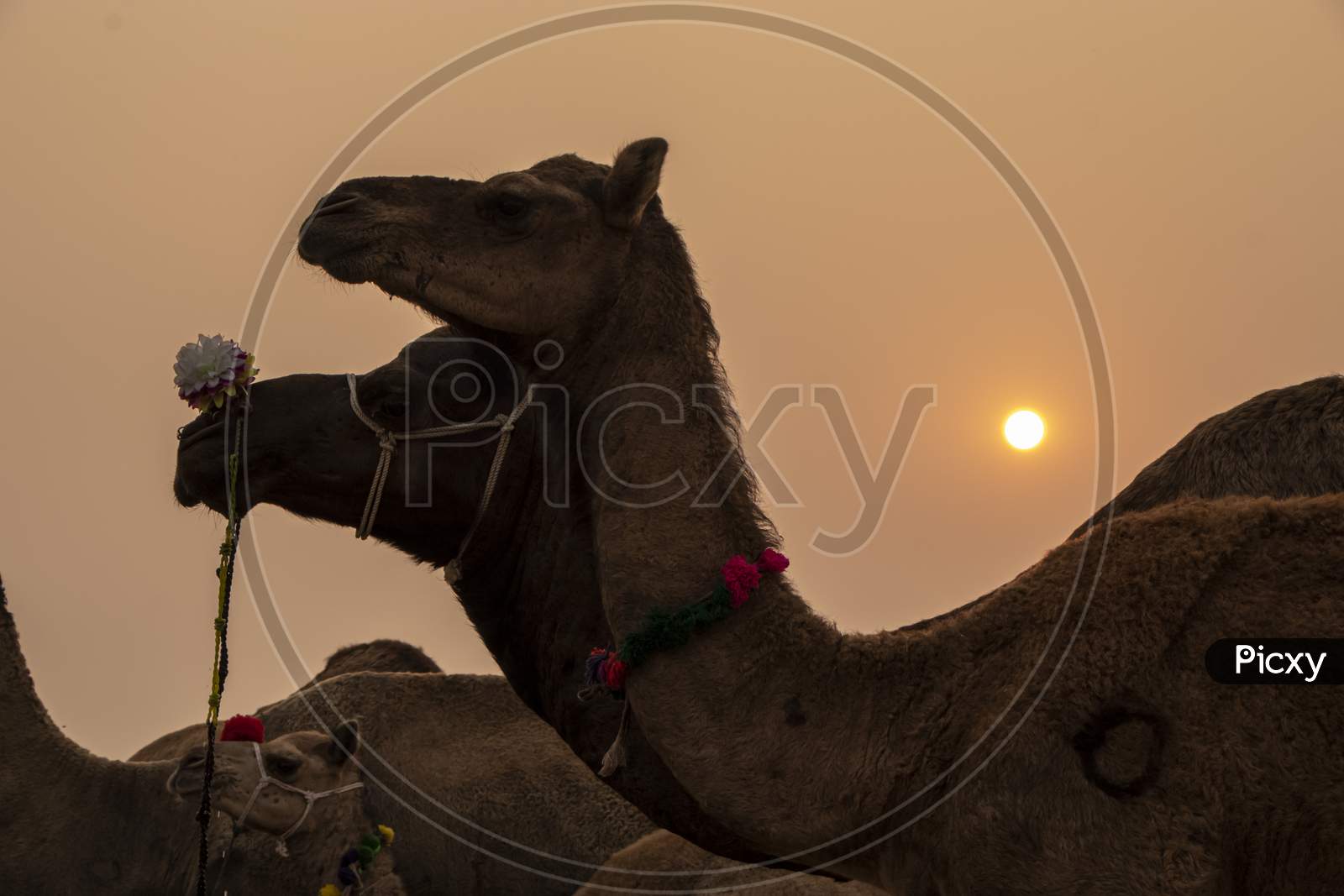 Two camels standing side by side in Pushkar Fair